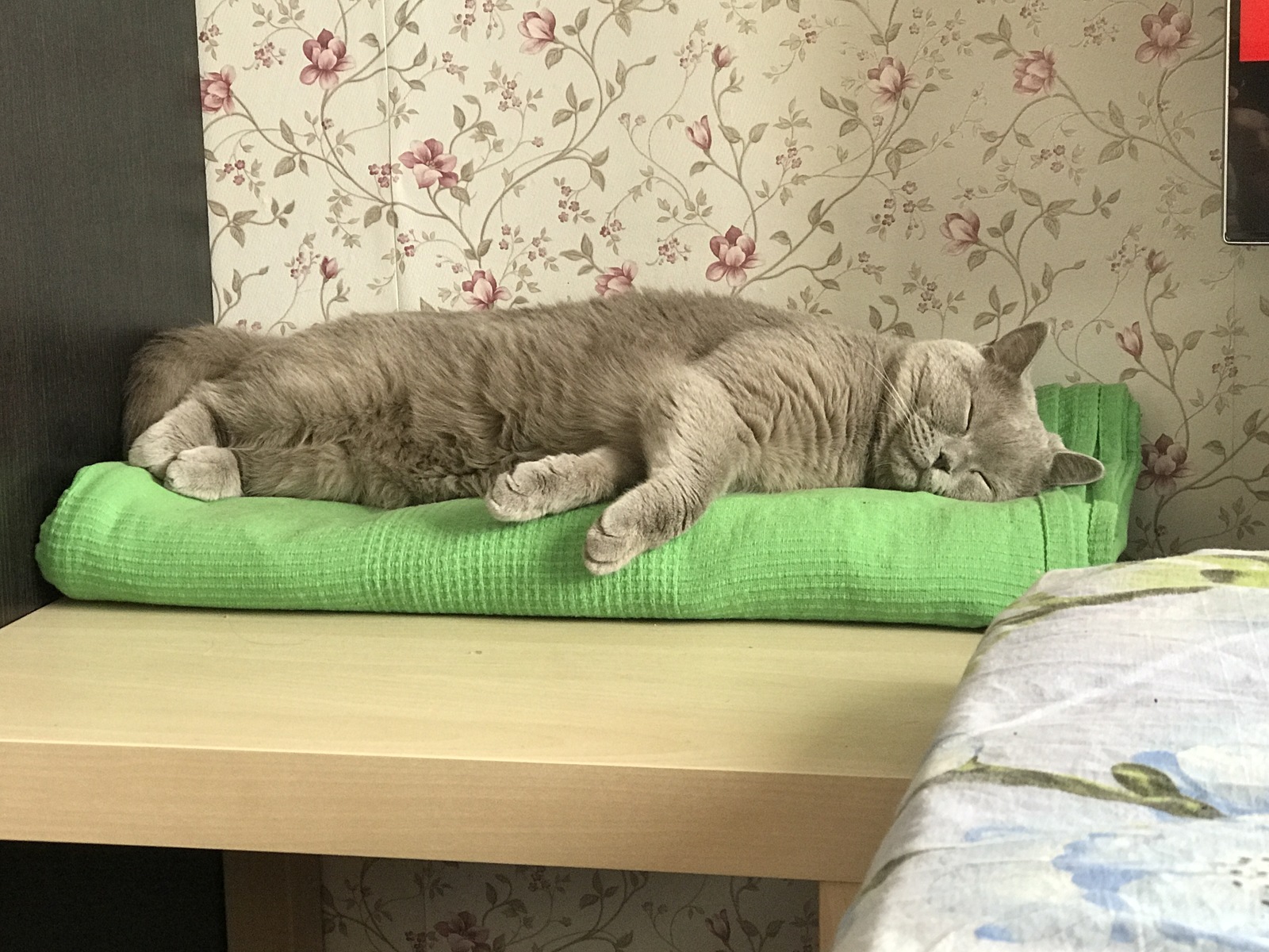 Моё котэ - Моё, Кот, Котомафия, Котовторник, Юмор, Длиннопост