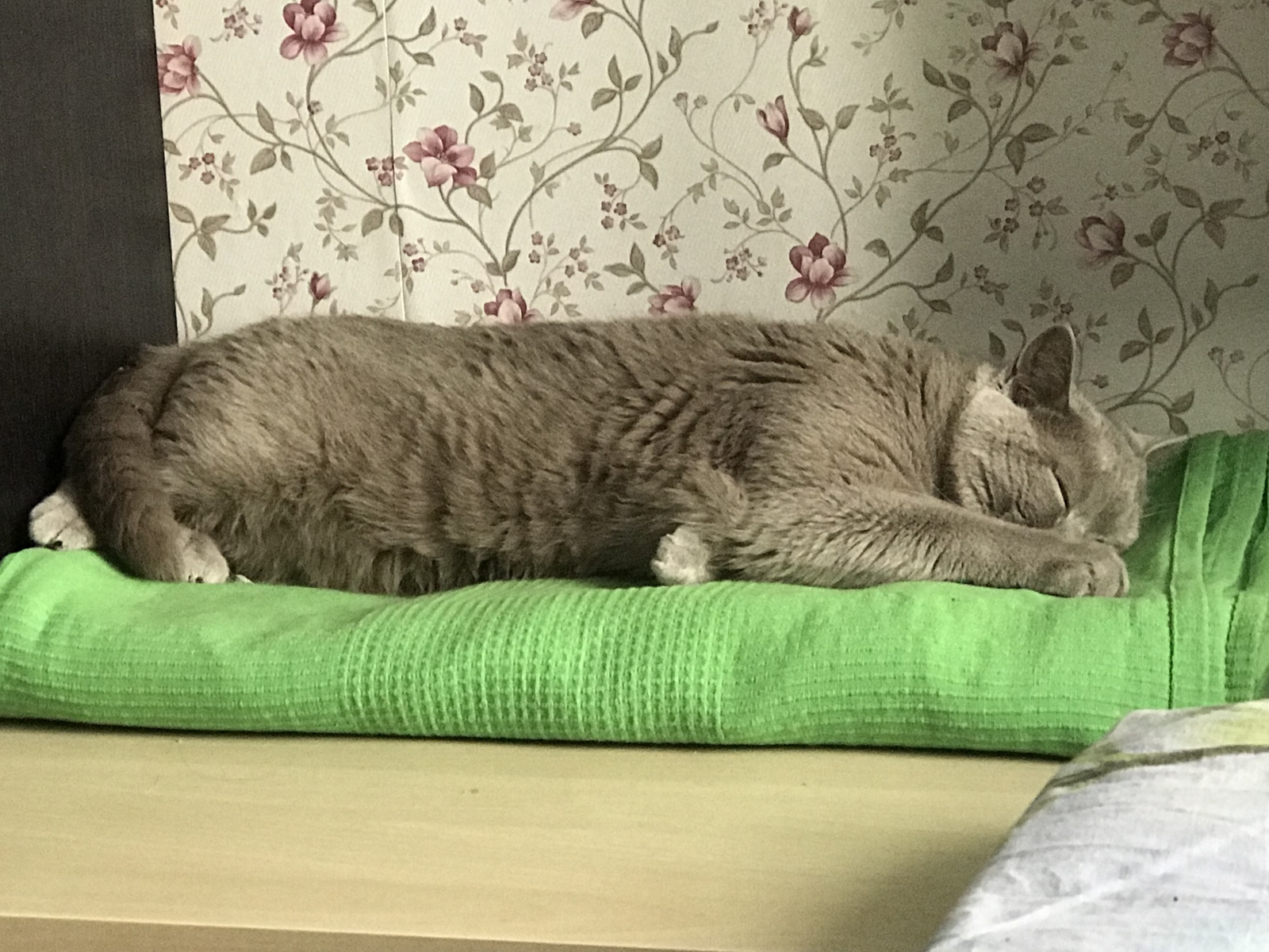 Моё котэ - Моё, Кот, Котомафия, Котовторник, Юмор, Длиннопост