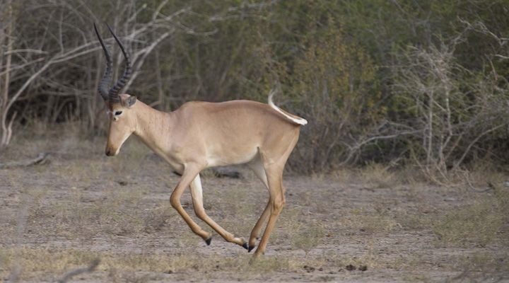 Hirola - Animals, The photo, Longpost