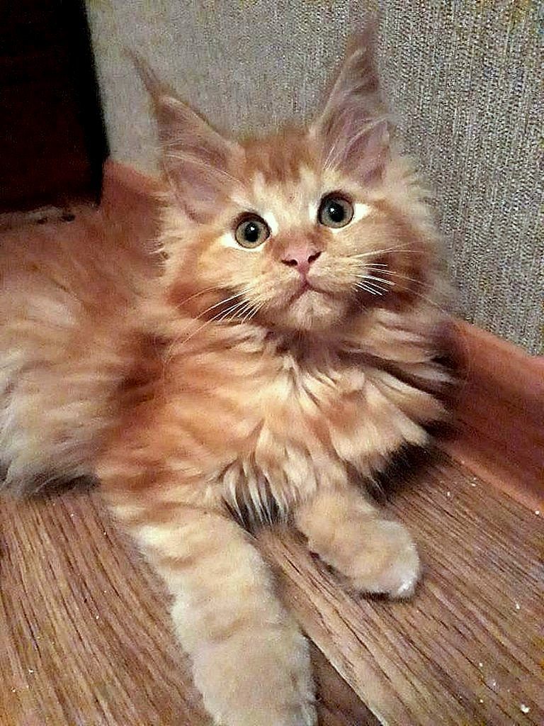 Joker kids! Redheads! Maine Coon kittens, age 3 months! - cat, Maine Coon, Longpost, My