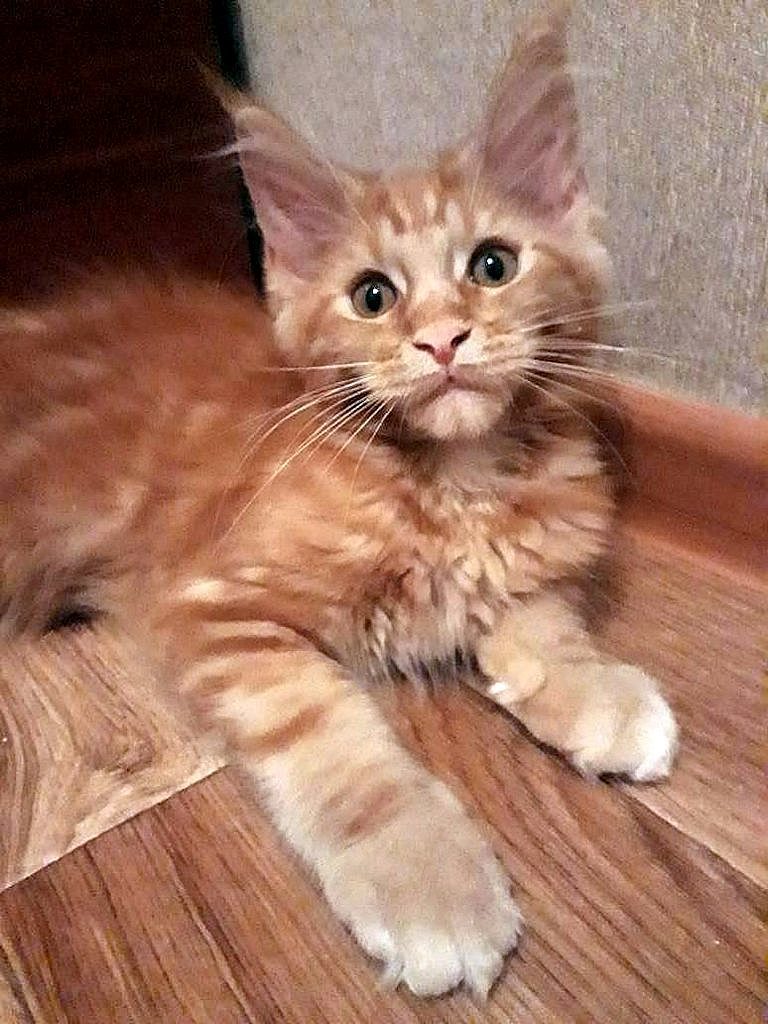 Joker kids! Redheads! Maine Coon kittens, age 3 months! - cat, Maine Coon, Longpost, My