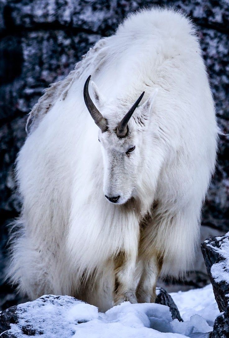 Snow goat - Goat, Animals, The photo, Longpost, Snow, The mountains, Wild animals