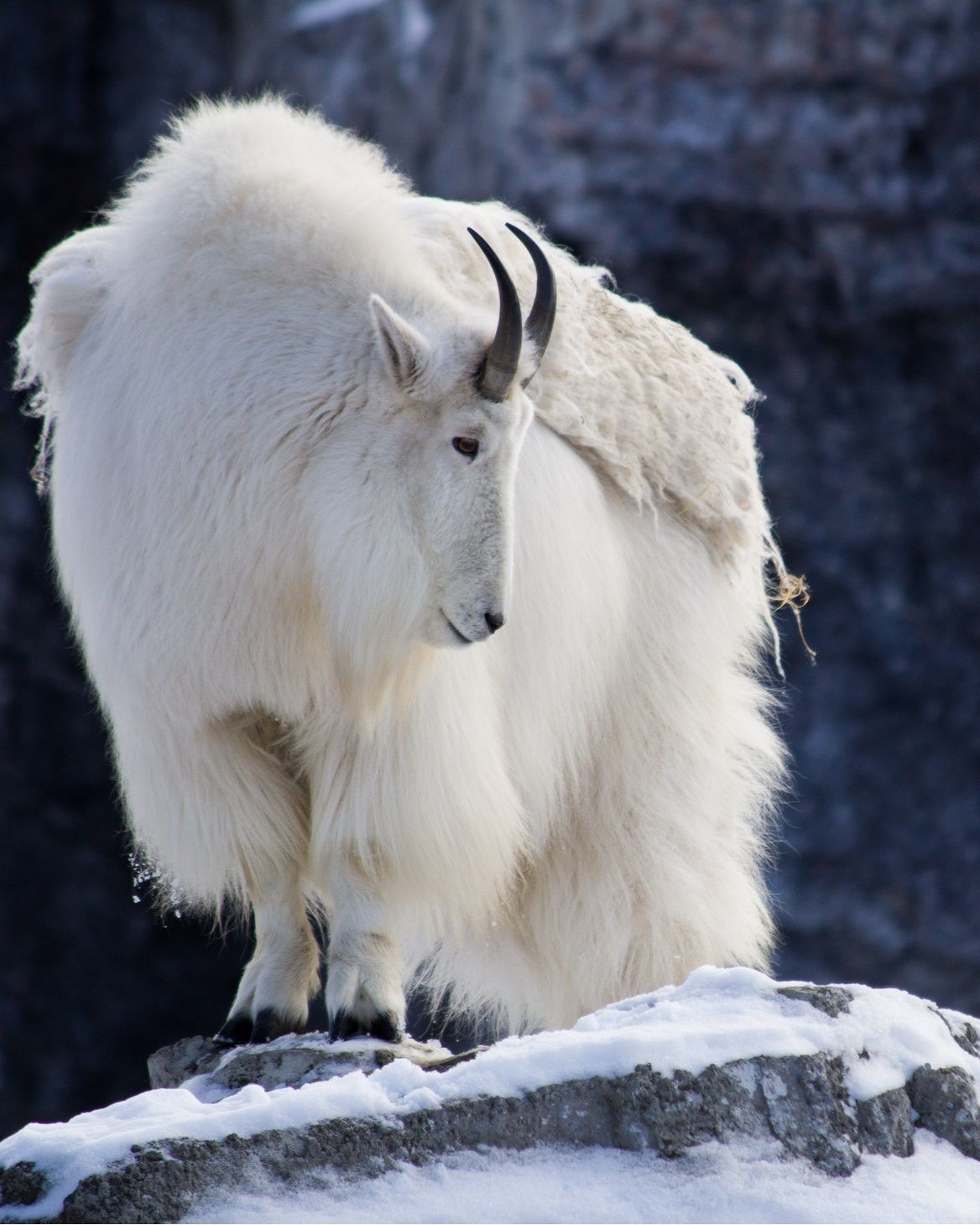 Snow goat - Goat, Animals, The photo, Longpost, Snow, The mountains, Wild animals