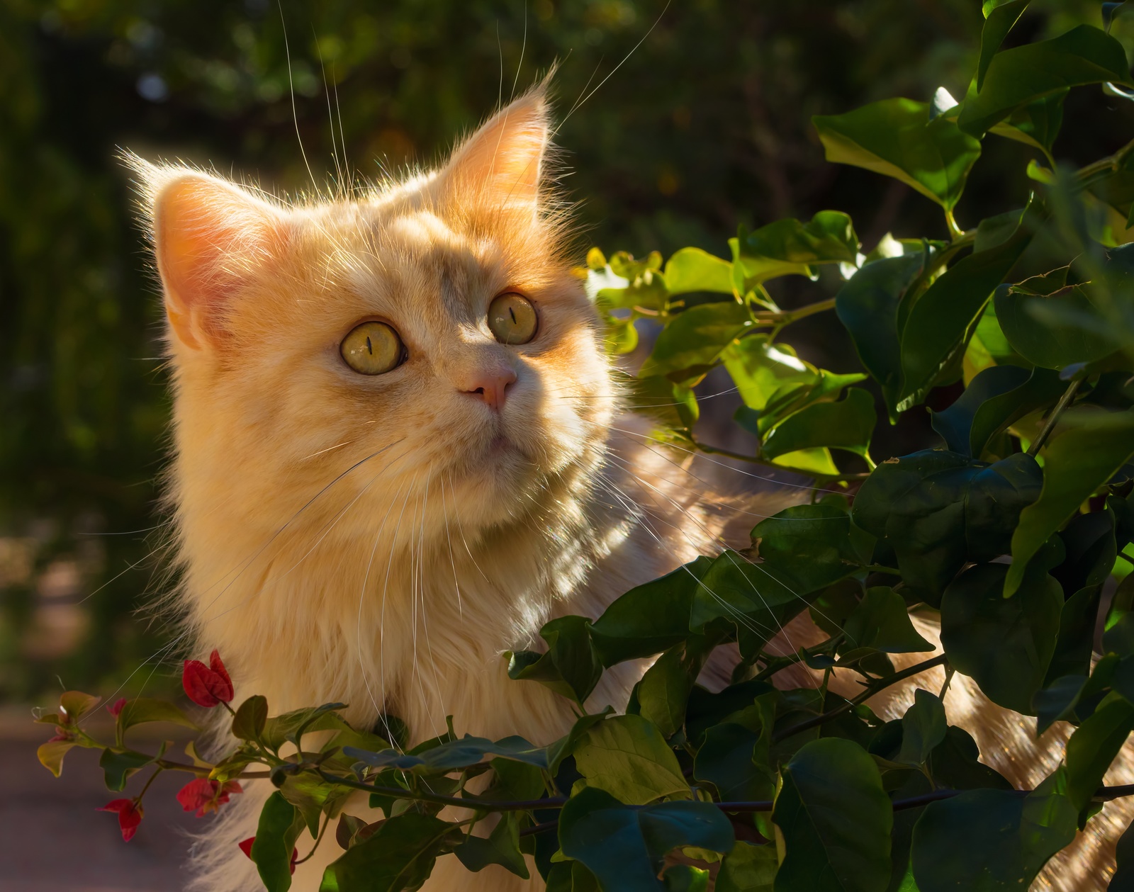 Ginger - cat, Sight, Portrait, Muzzle, Leaves