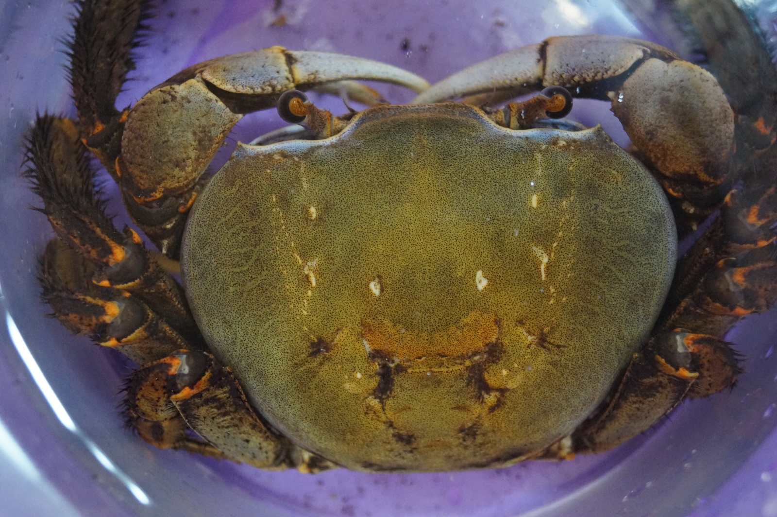 Rainbow crabs. - Rainbow crabs, Terrariumistics, Crab, Longpost