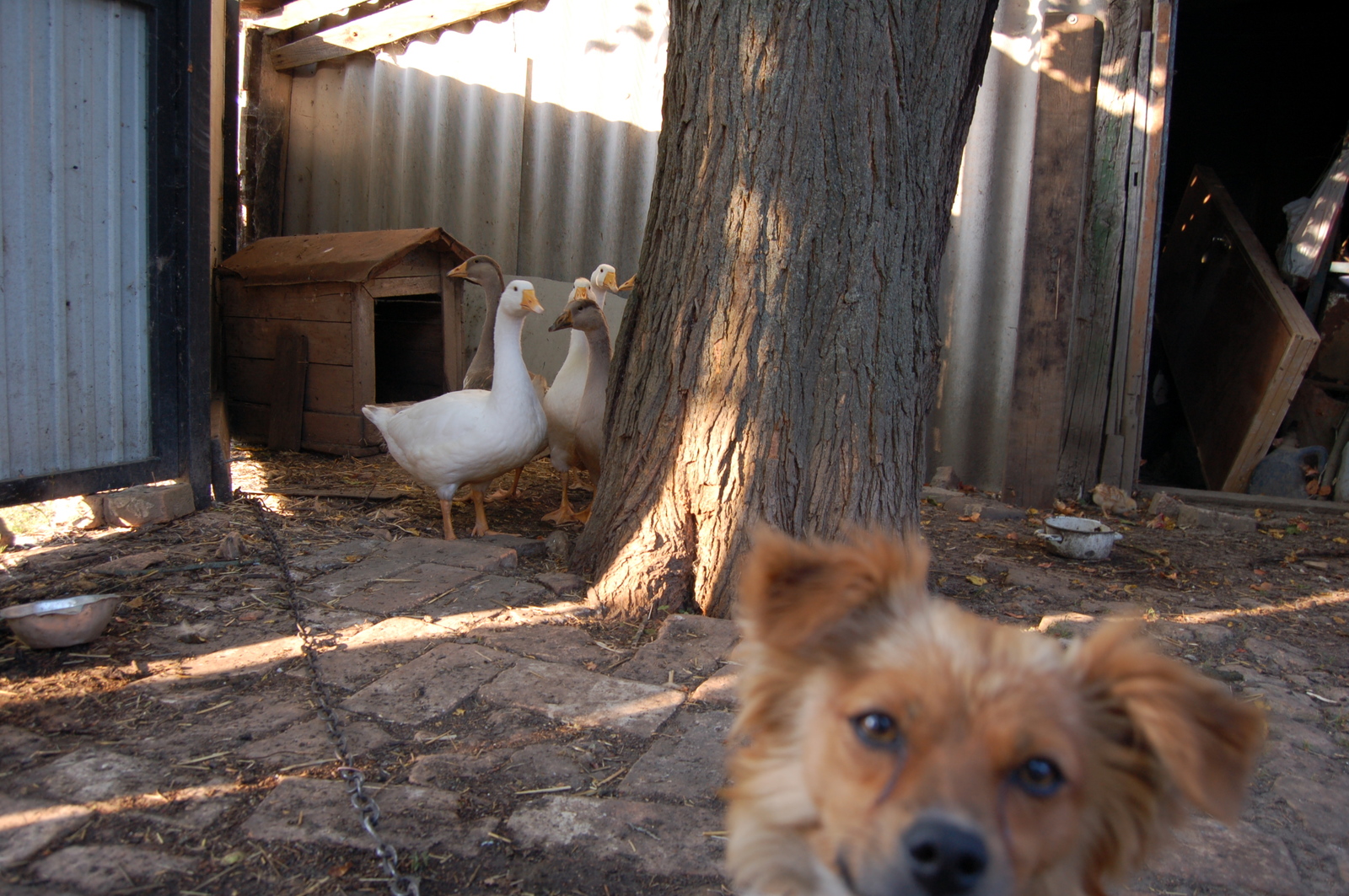 Moments from life - My, The photo, Longpost, My, Beginning photographer, cat, Dog, Children