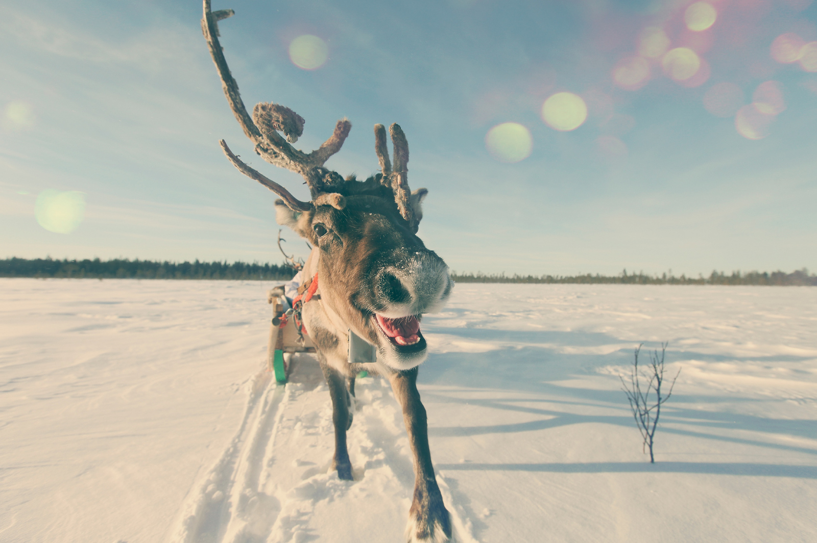 Smiling deer - My, Deer, Smile, Lapland, Winter, Deer