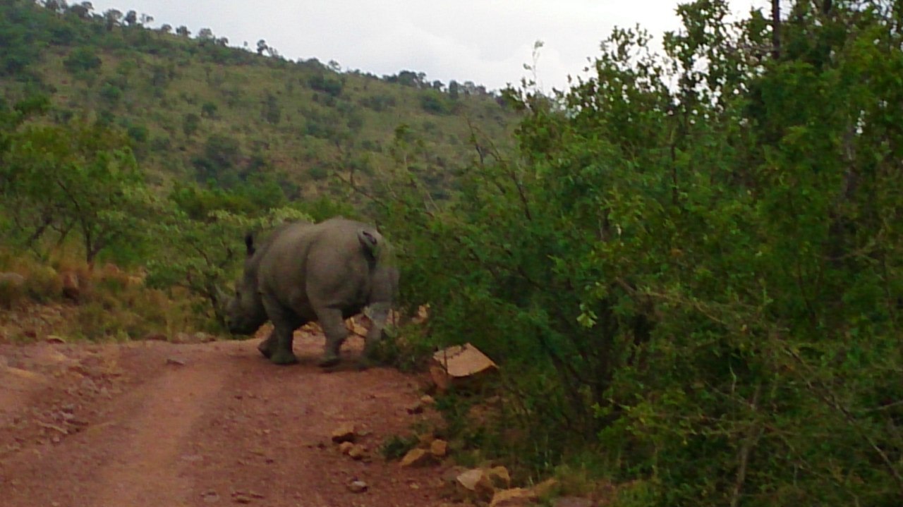 First trip to South Africa. - My, South Africa, Africa, Limpopo, a lion, Rhinoceros, Longpost