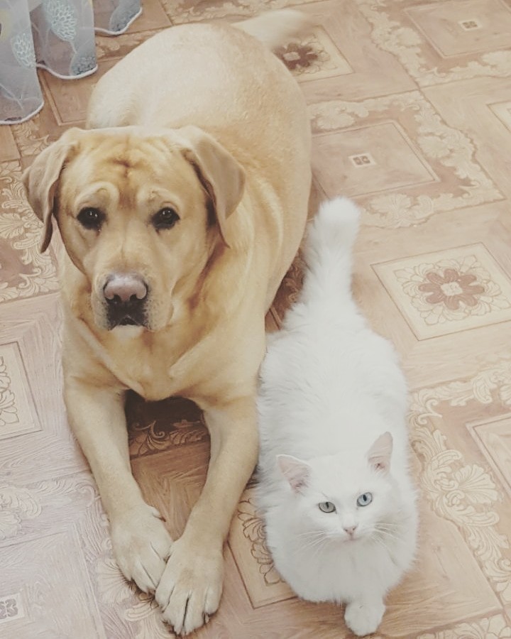 My pets - My, Pets, Dog, cat