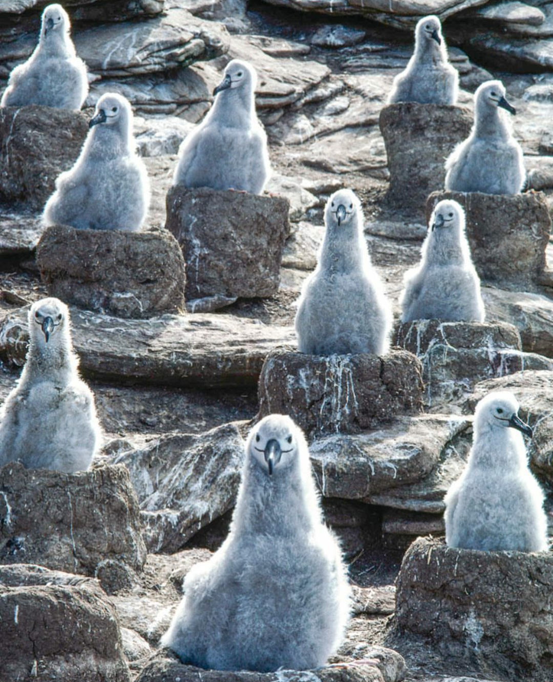 Hey) - Birds, Albatross, The photo