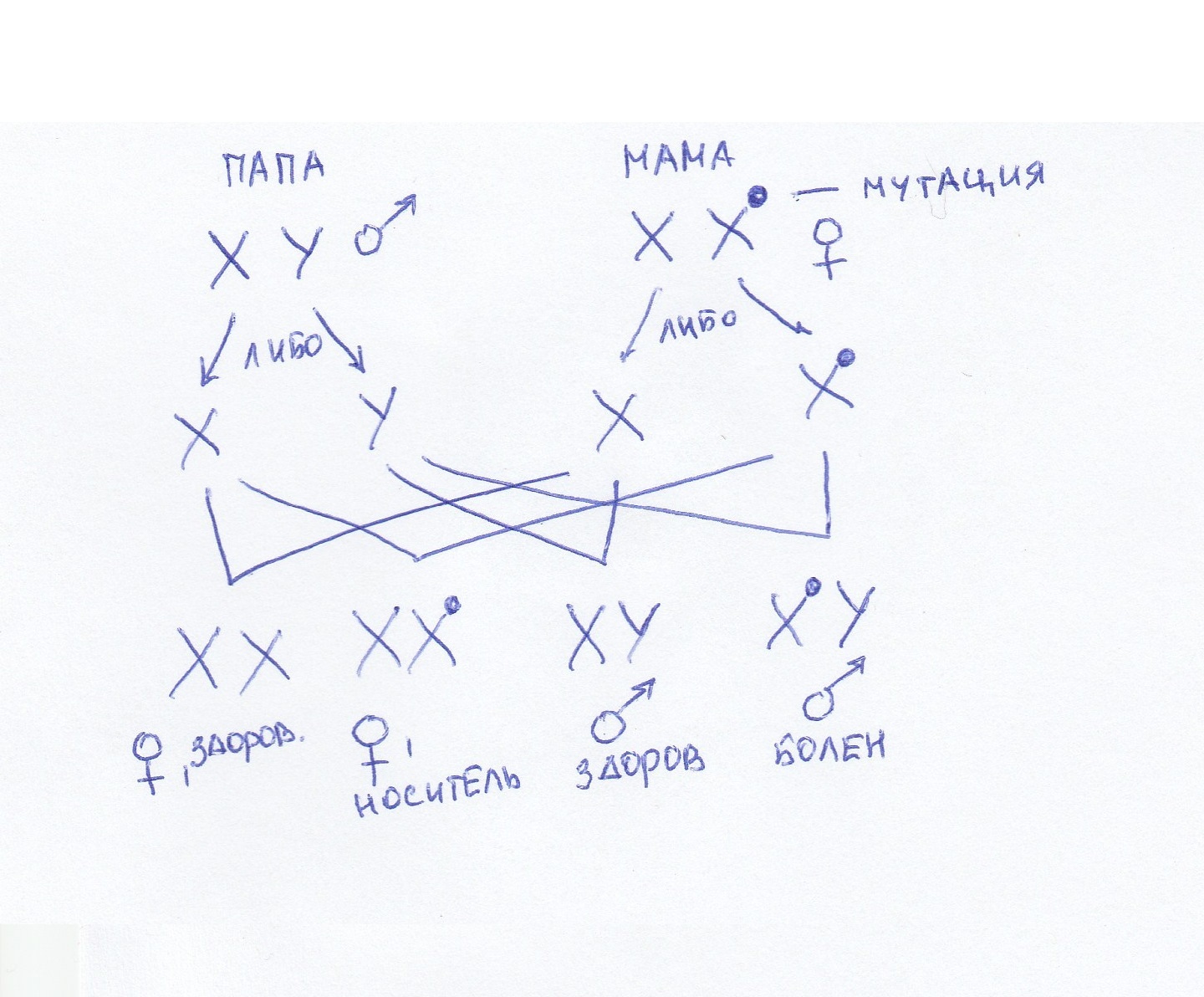 A little about our genetics and diseases. - My, Genetics, , Education, The science, Genome, Longpost, Genetic diseases