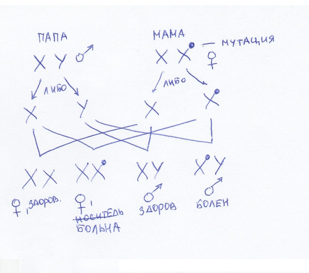 A little about our genetics and diseases. - My, Genetics, , Education, The science, Genome, Longpost, Genetic diseases