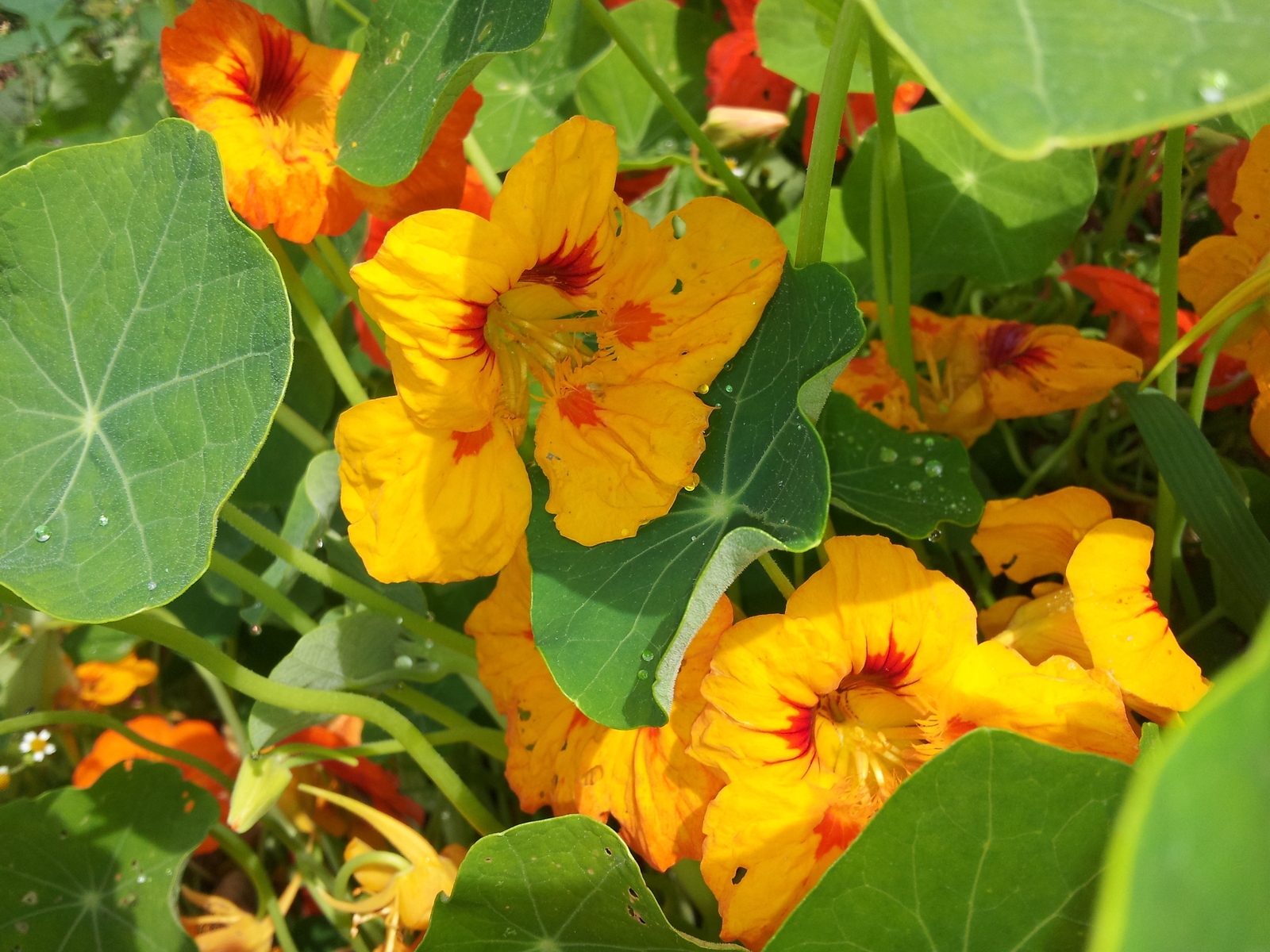 Bright colors in a ribbon - My, Flowers, Longpost, The photo, beauty, Nature