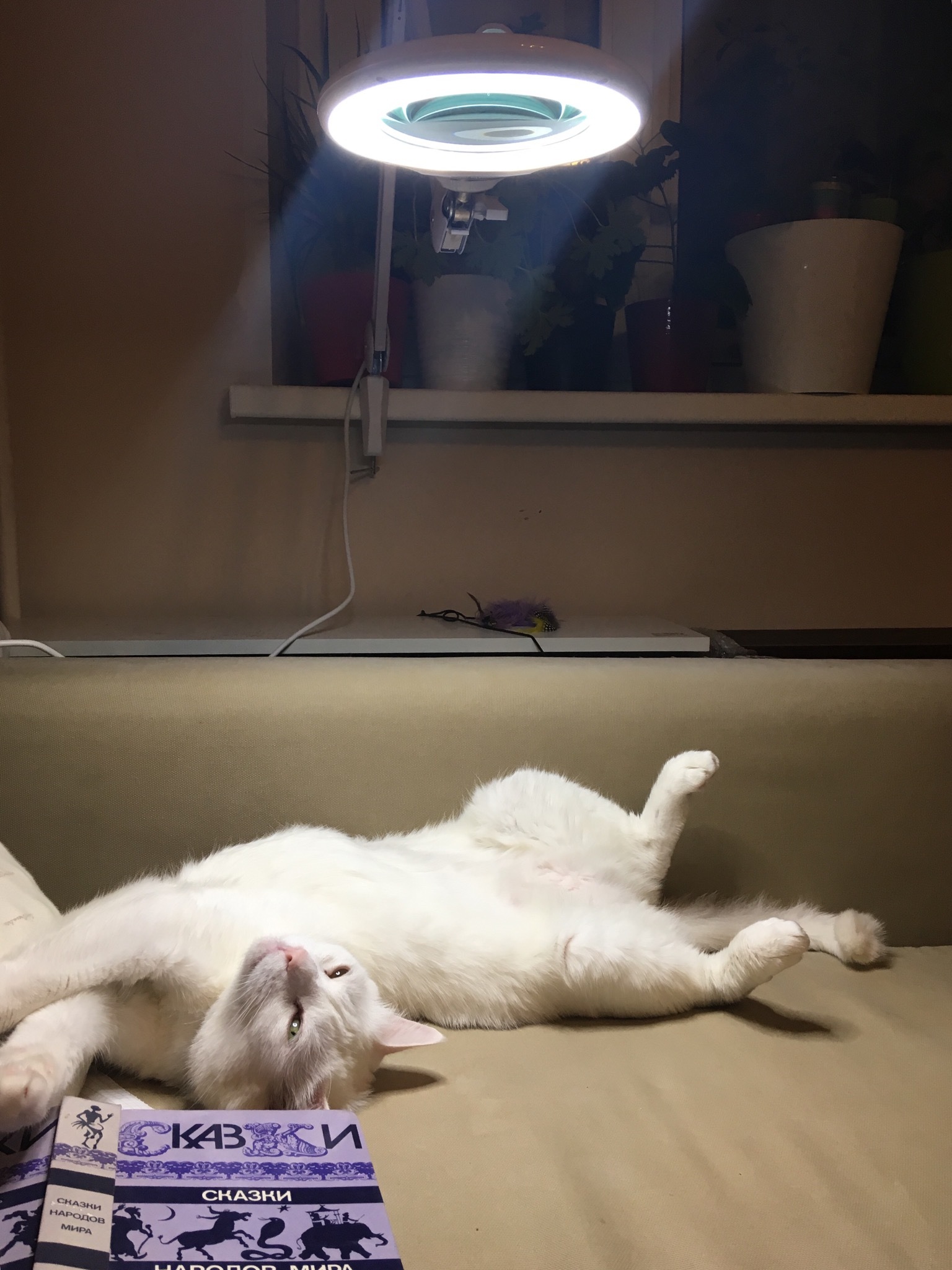 My cat thinks it's a tanning lamp - My, cat, Johnny, Лампа, Tan, Relaxation, Relax, Longpost