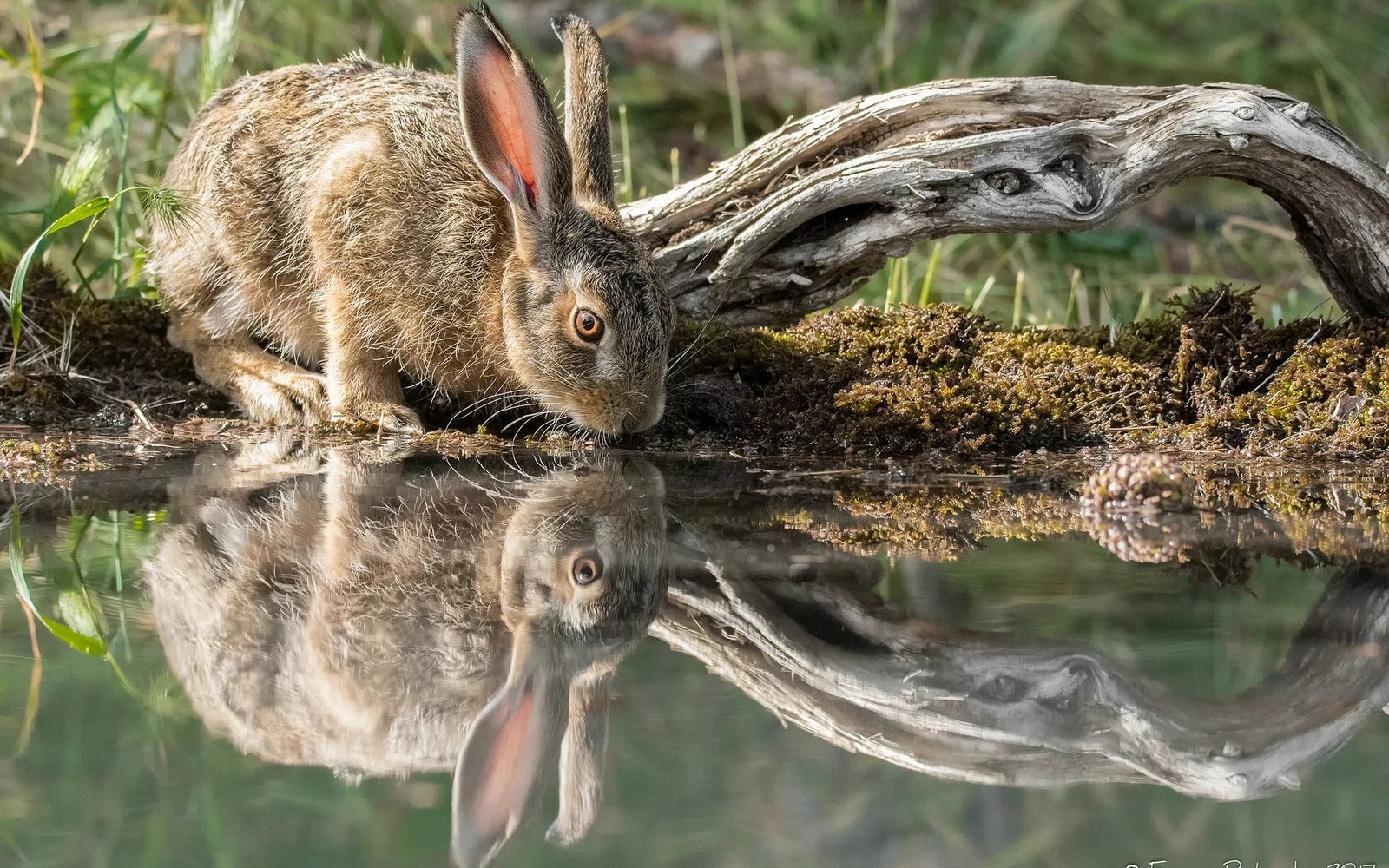 Waterhole - Hare, Animals, The photo, beauty, Hare