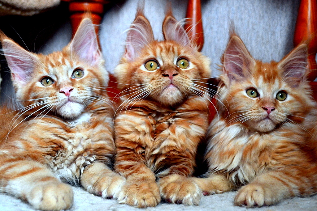 Our kids! Redheads! Maine Coon kittens! Photoshoot! - My, cat, Maine Coon, Pet, My, Longpost, Pets