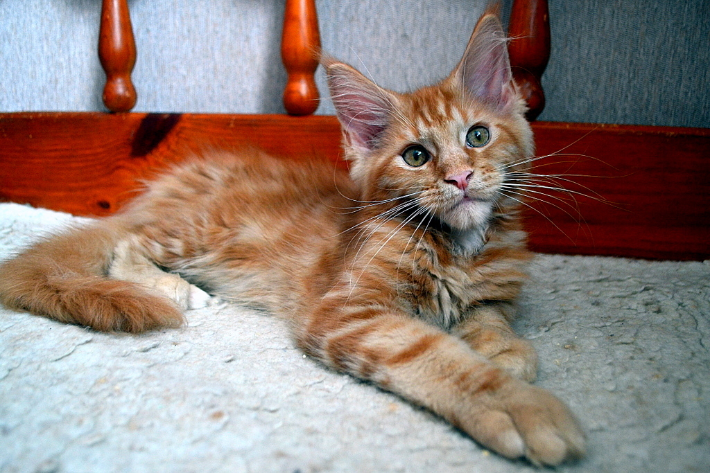 Our kids! Redheads! Maine Coon kittens! Photoshoot! - My, cat, Maine Coon, Pet, My, Longpost, Pets