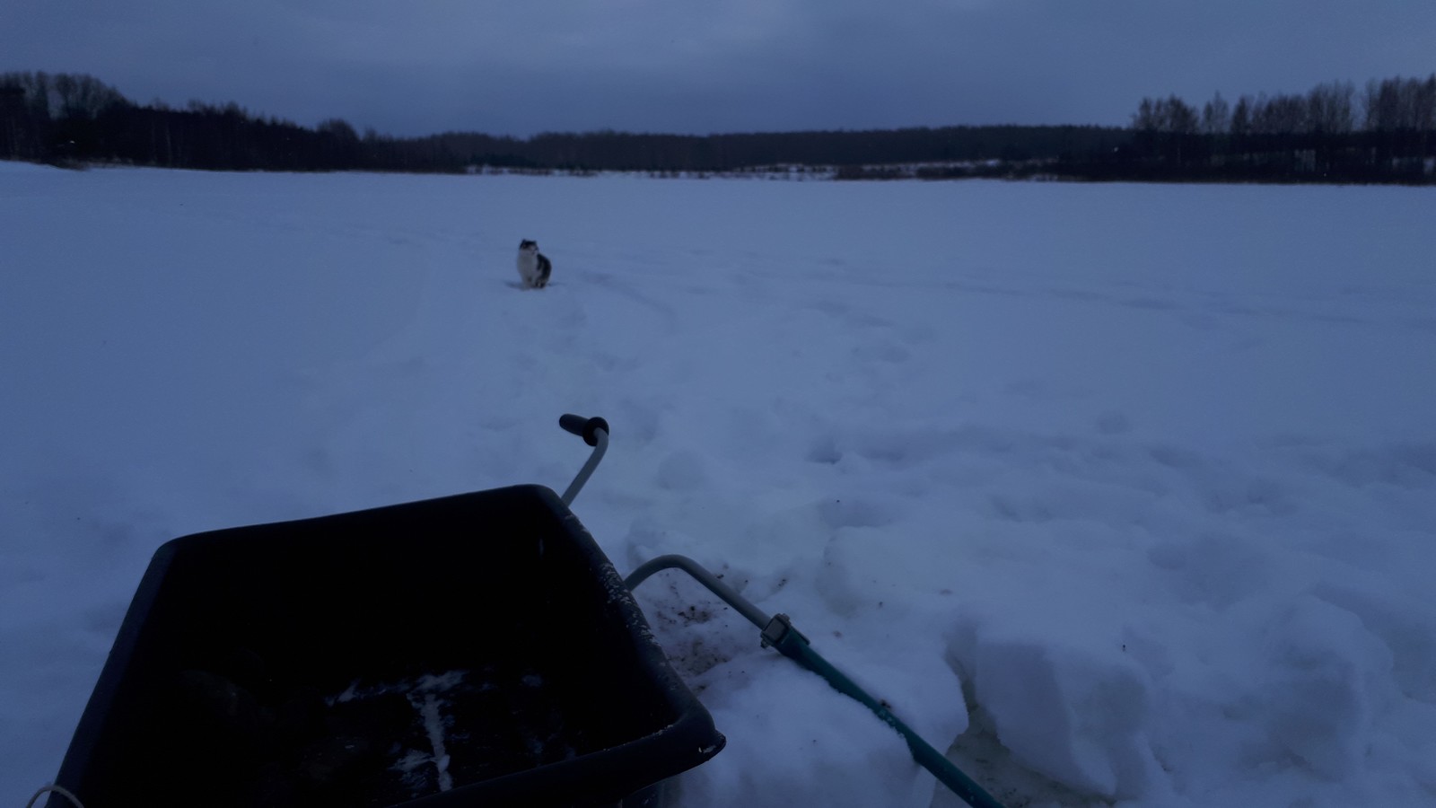 furry bandits - The photo, cat, Longpost, My, Fishing, Hunger, Cold, My