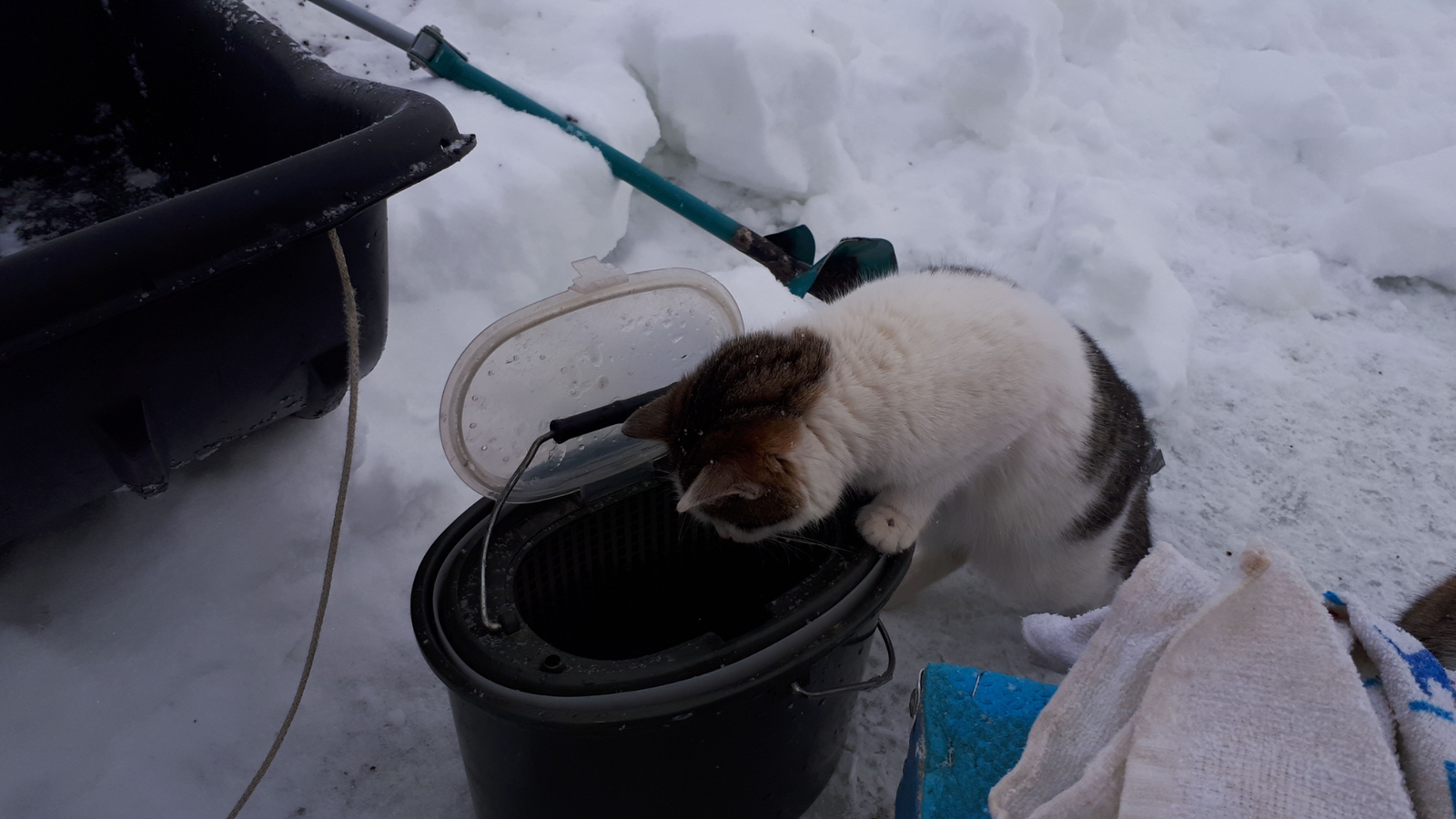 furry bandits - The photo, cat, Longpost, My, Fishing, Hunger, Cold, My