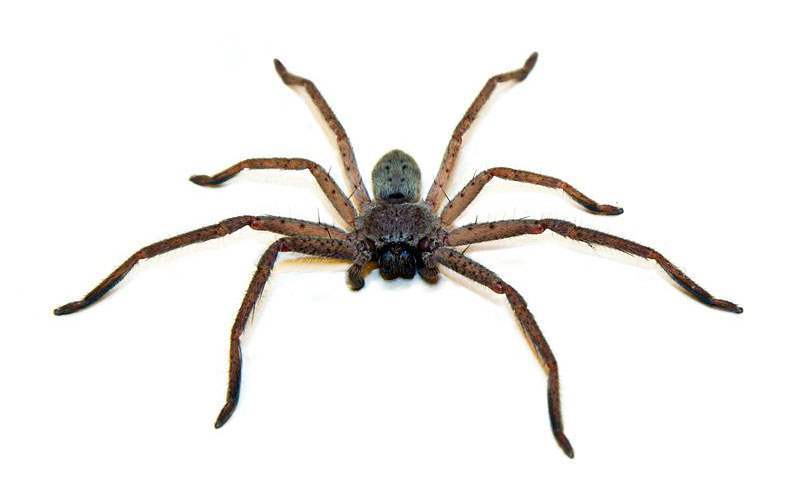 Арахнофобия: 10 самых страшных пауков Австралии | Пикабу