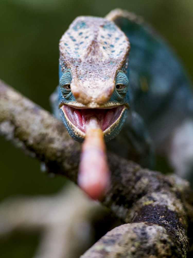 Smile - wildlife, Chameleon, Mining, Appetite, Smile