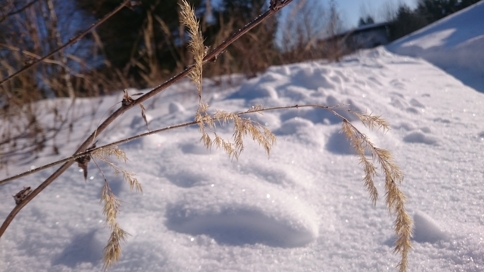 By the path - Winter, Snow, Photo on sneaker