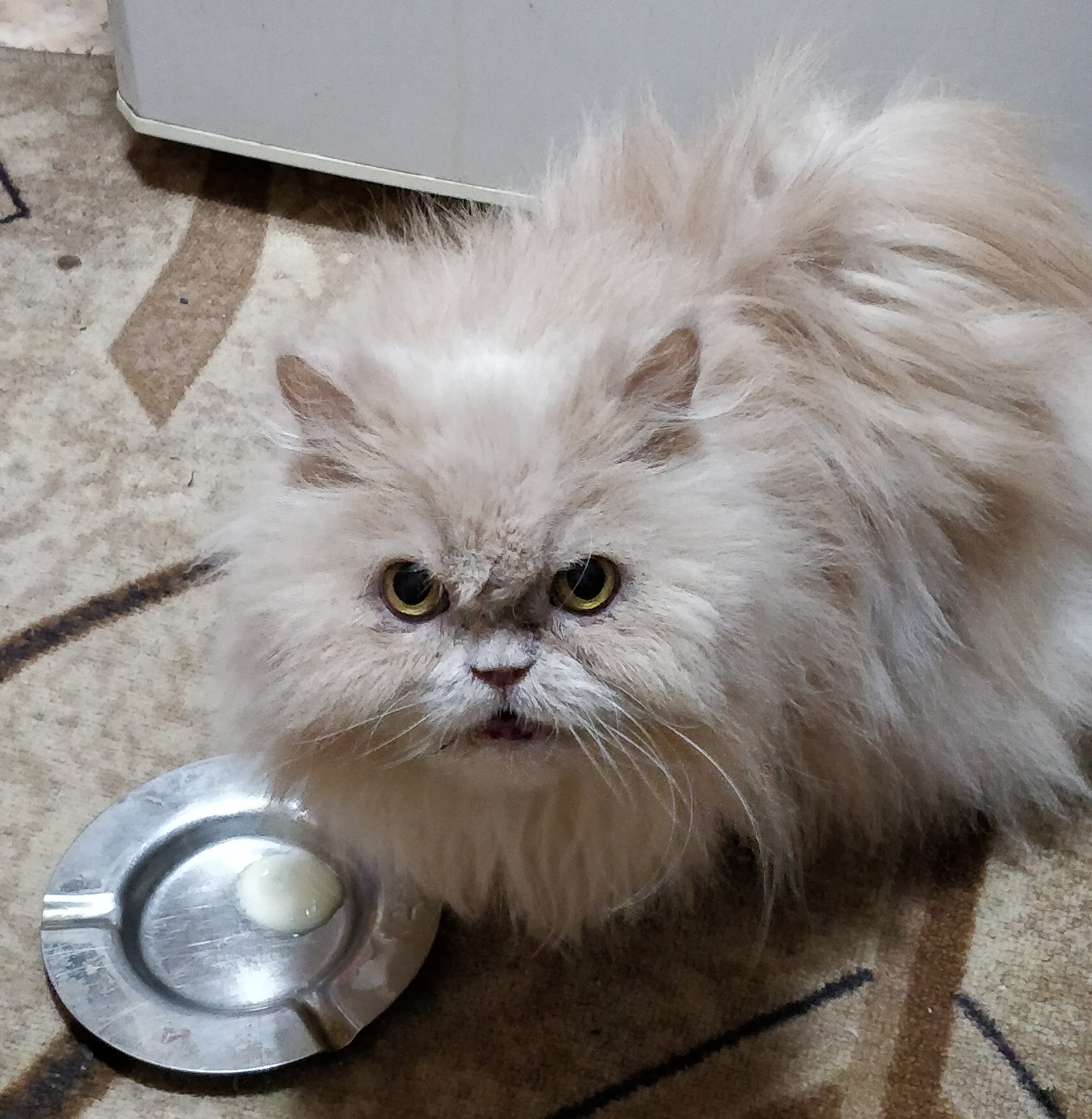 Where is my Whiskas? - My, cat, Catomafia, Persian