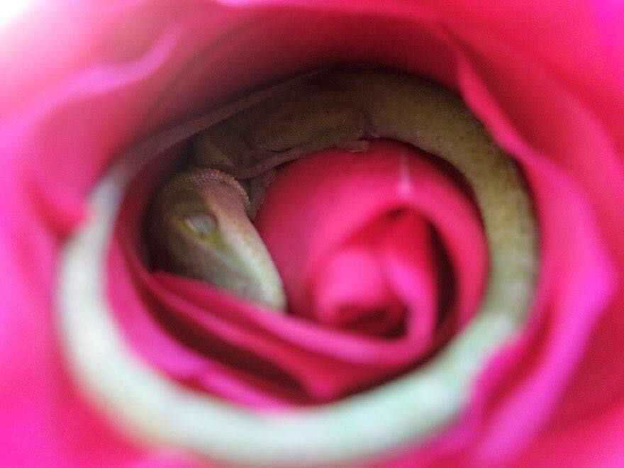 The lizard sleeps in the rose - Lizard, the Rose, Dream