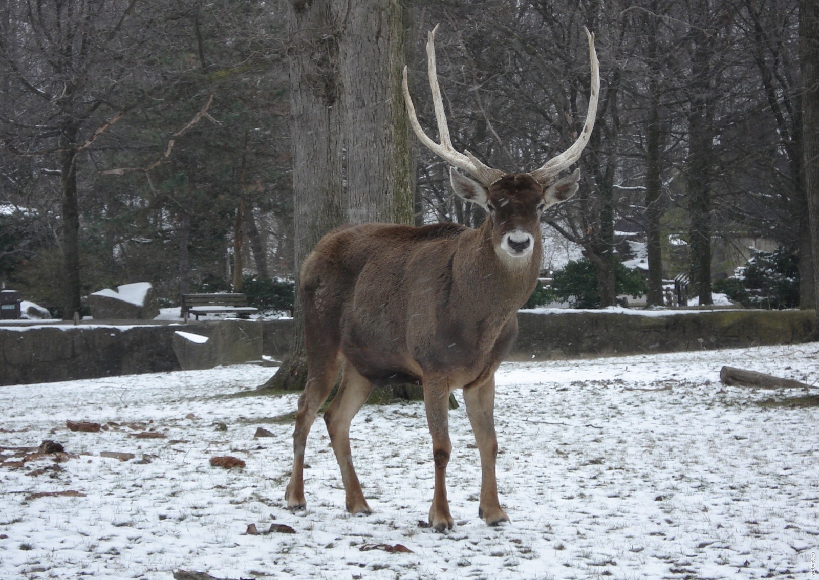 Some specific features of deer - Deer, Facts, Interesting, Animals, Longpost, Deer