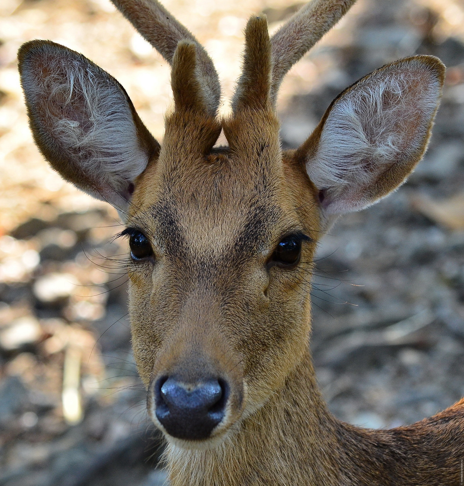 Some specific features of deer - Deer, Facts, Interesting, Animals, Longpost, Deer