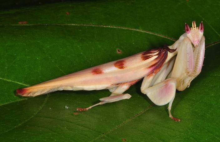 Orchid mantis - Orchid mantis, Zoology, Biology, Longpost, Insects, The photo