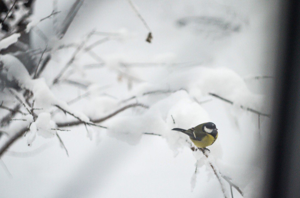 Birds or never translate the word titmouse into English. - My, Wild ducks, Birds, Tit, Boobs, Longpost