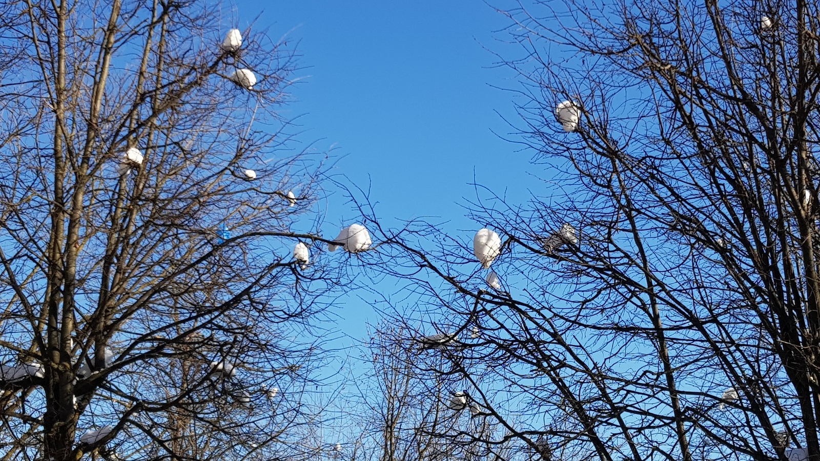 snowy owls - My, Snow, beauty of nature