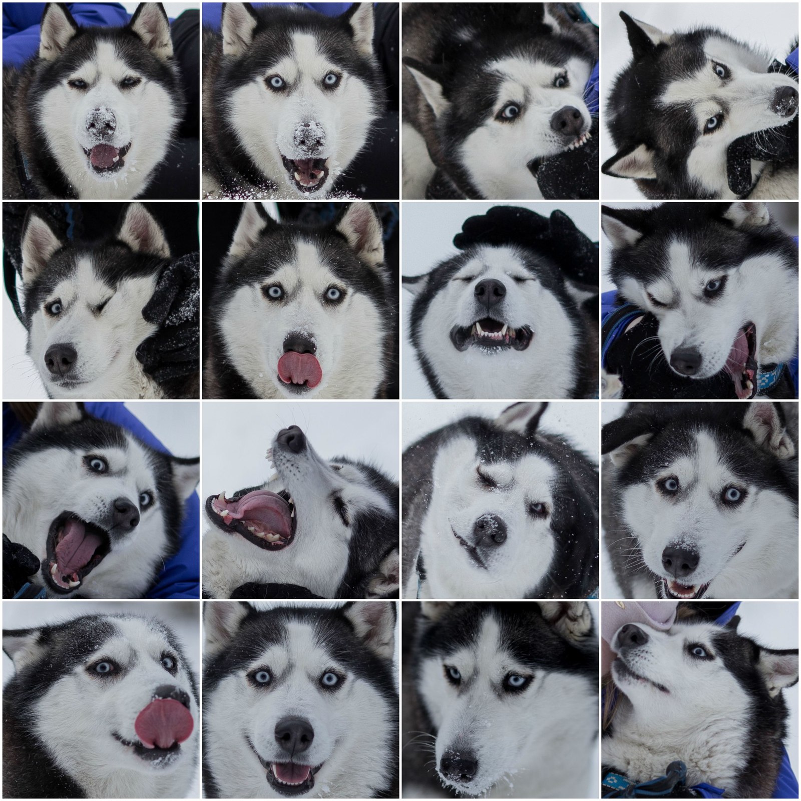 50 shades of Husky..)) - My, Husky, Siberian Husky, , 