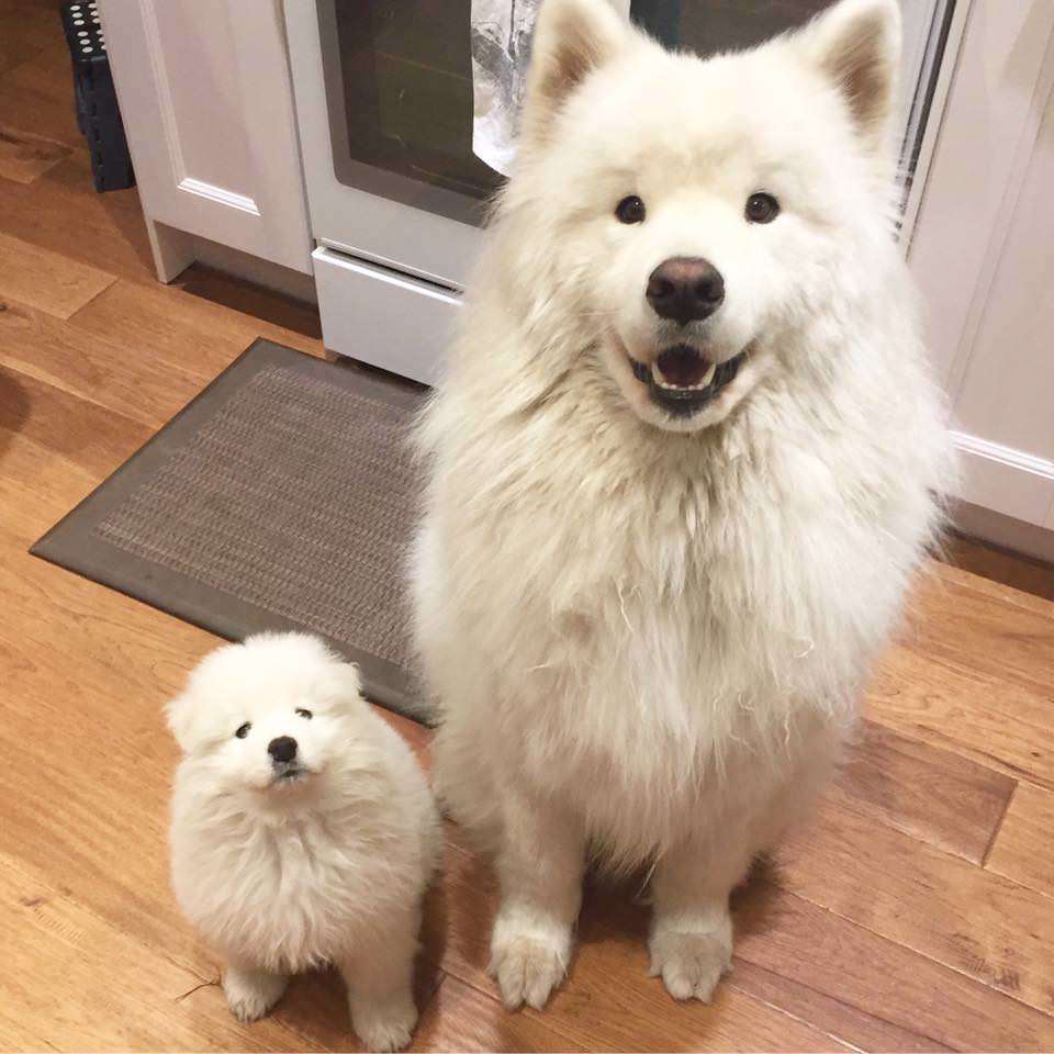 Father and son - Dog, Animals, Pets, Milota, Reddit