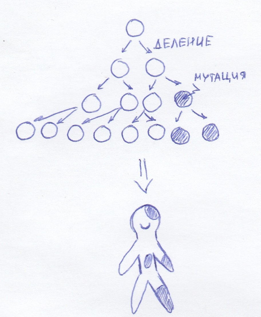 A little about important points and mosaicism. - My, Genetics, Education, , The science, Genome, Longpost, , Chimera, Genetic diseases