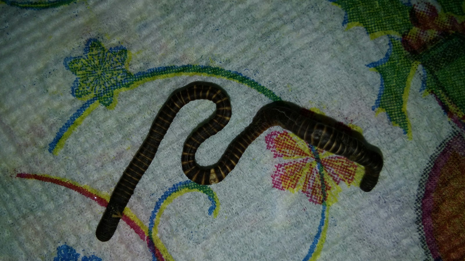 What kind of guest? - My, Worm, Zoology, Question, Longpost