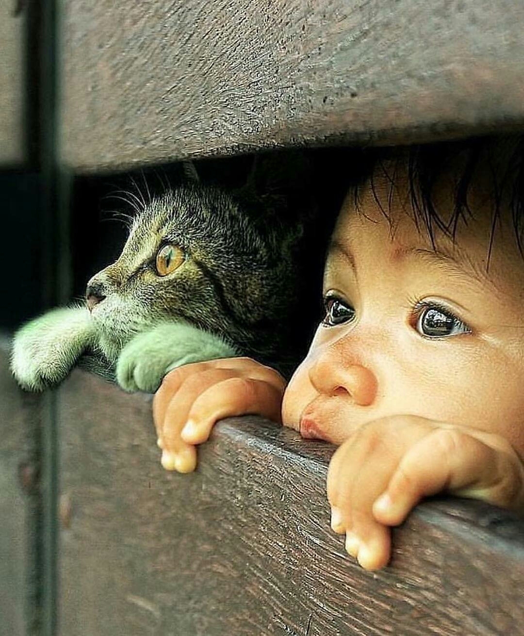 What is there? - cat, Children, Curiosity