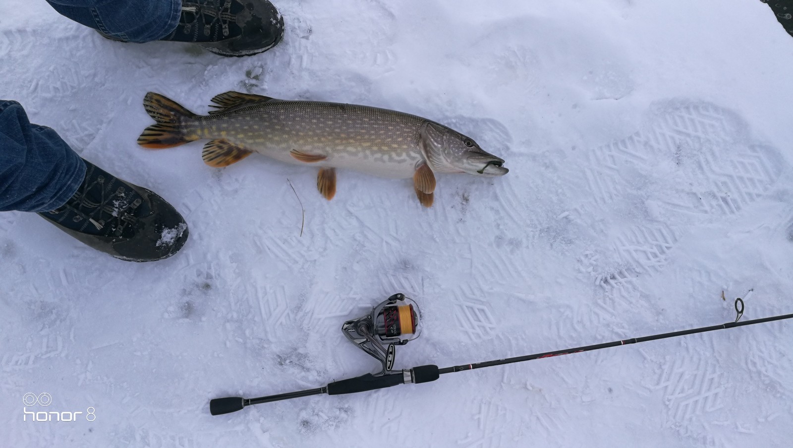 Winter spinning :) - My, Fishing, Winter, Spinning