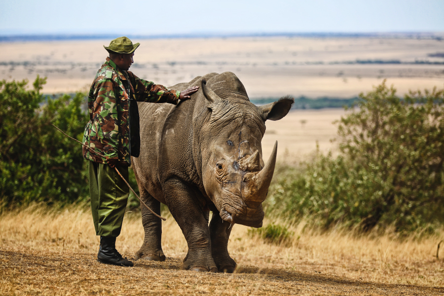 Masai Mara - My, Kenya, Africa, Masai Mara, , Savannah, Longpost, Tribes