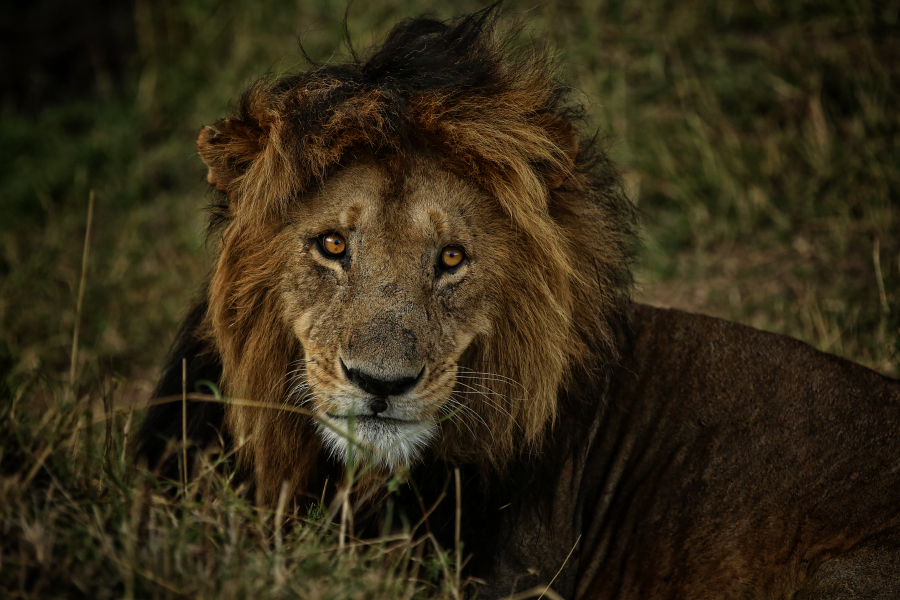 Masai Mara - My, Kenya, Africa, Masai Mara, , Savannah, Longpost, Tribes