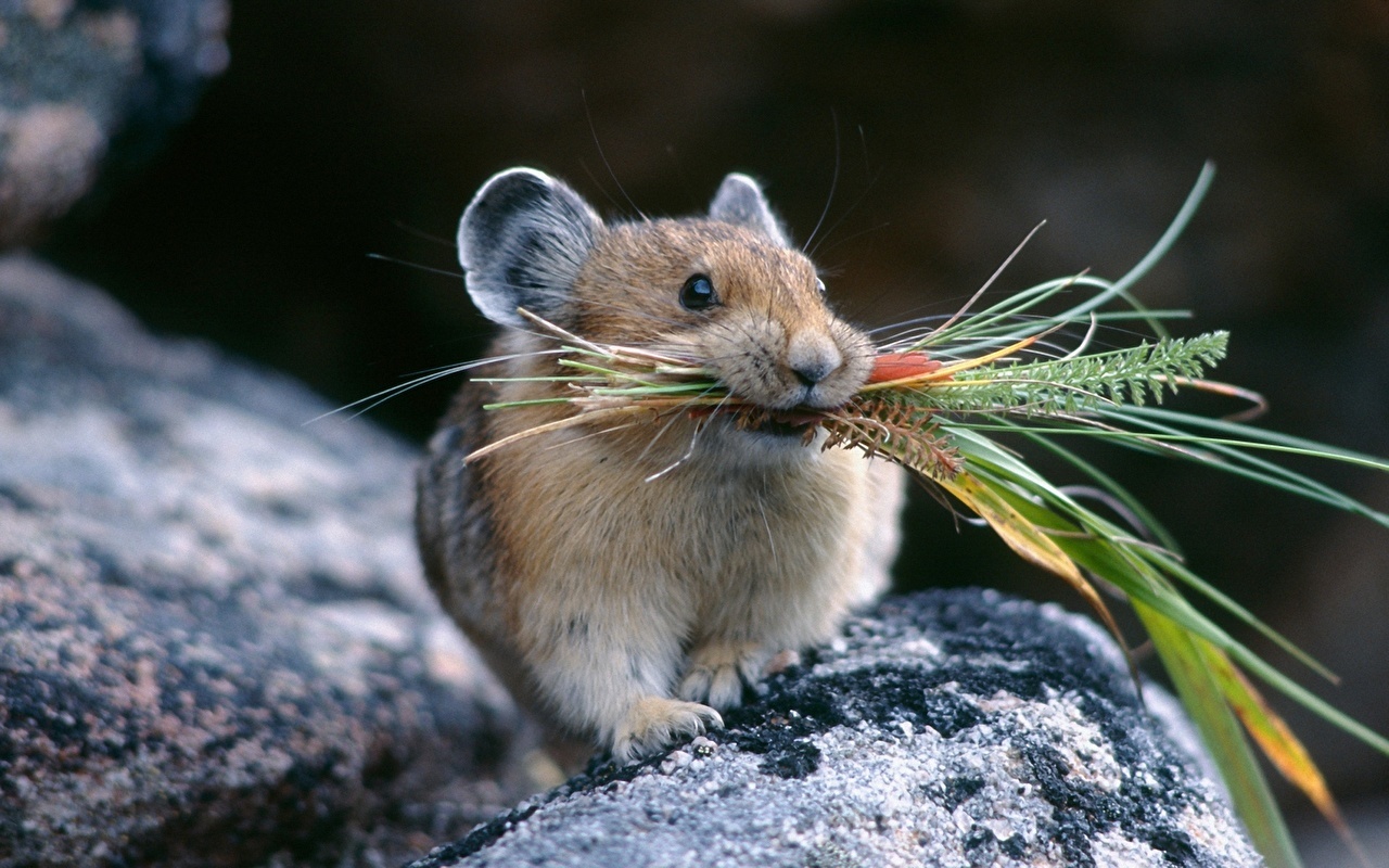 How to cajole impudent mice so that they do not jump around the hut and let them sleep peacefully. - My, Life hack, Cunning, Advice, Real life story, Longpost