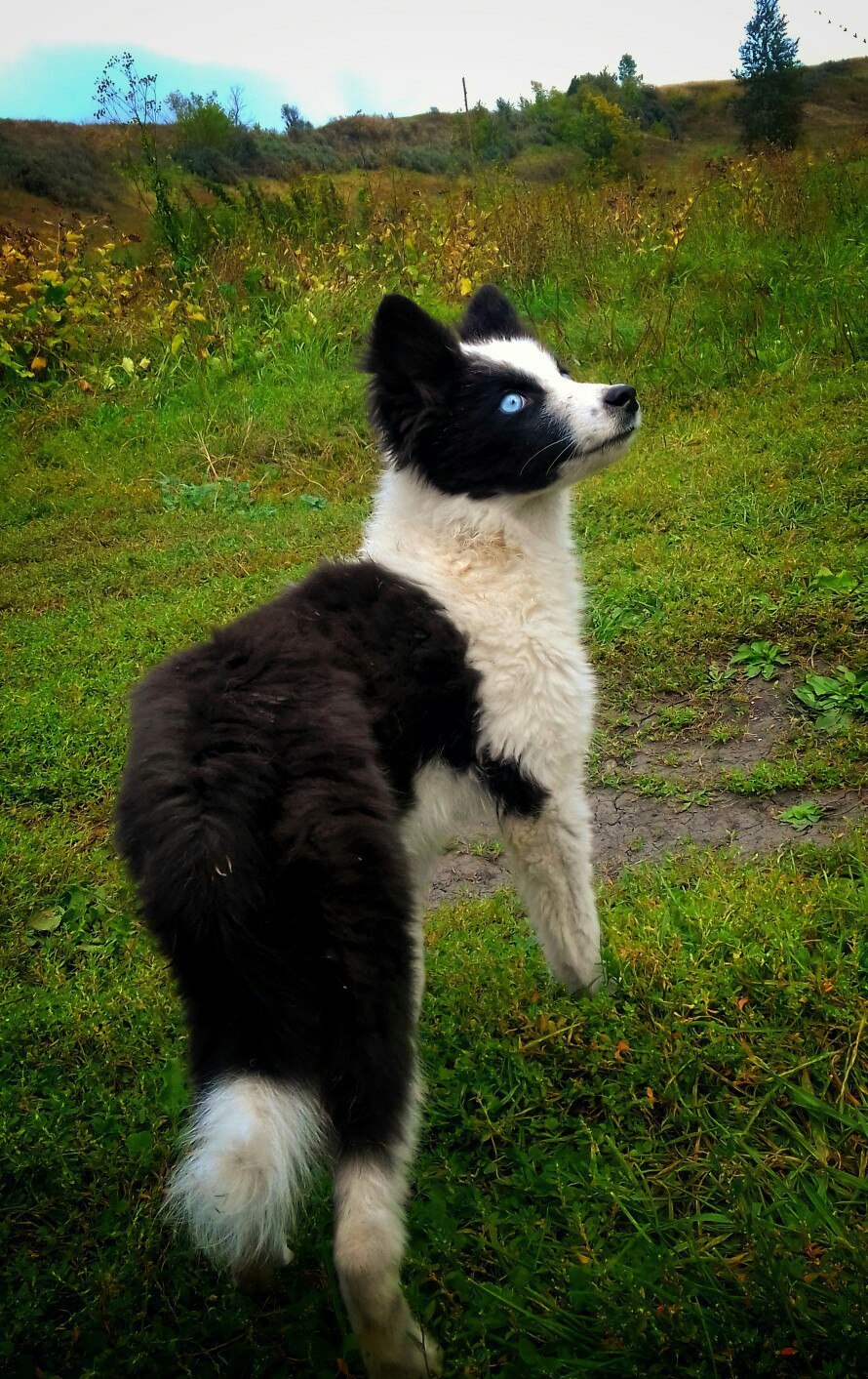 Siberian Husky - Yakutian Laika - My, Dog, Siberian Husky, Husky, Yakut Laika, , Dog breeds, Dogs and people, Longpost