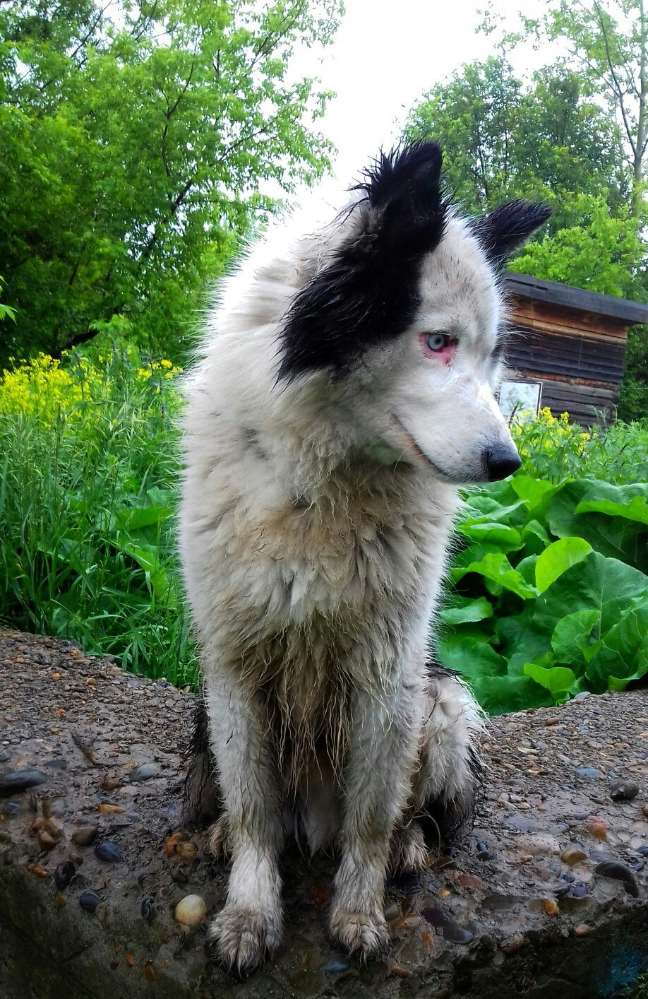 Siberian Husky - Yakutian Laika - My, Dog, Siberian Husky, Husky, Yakut Laika, , Dog breeds, Dogs and people, Longpost