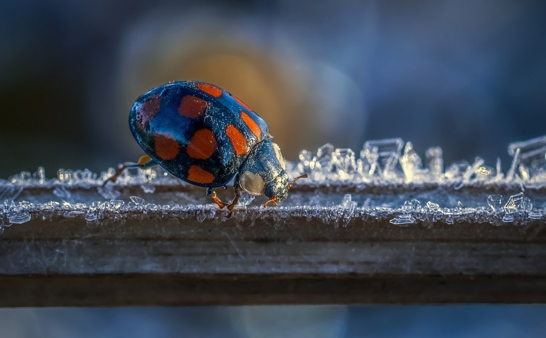 Crystal Spring - The photo, , Spring, Insects