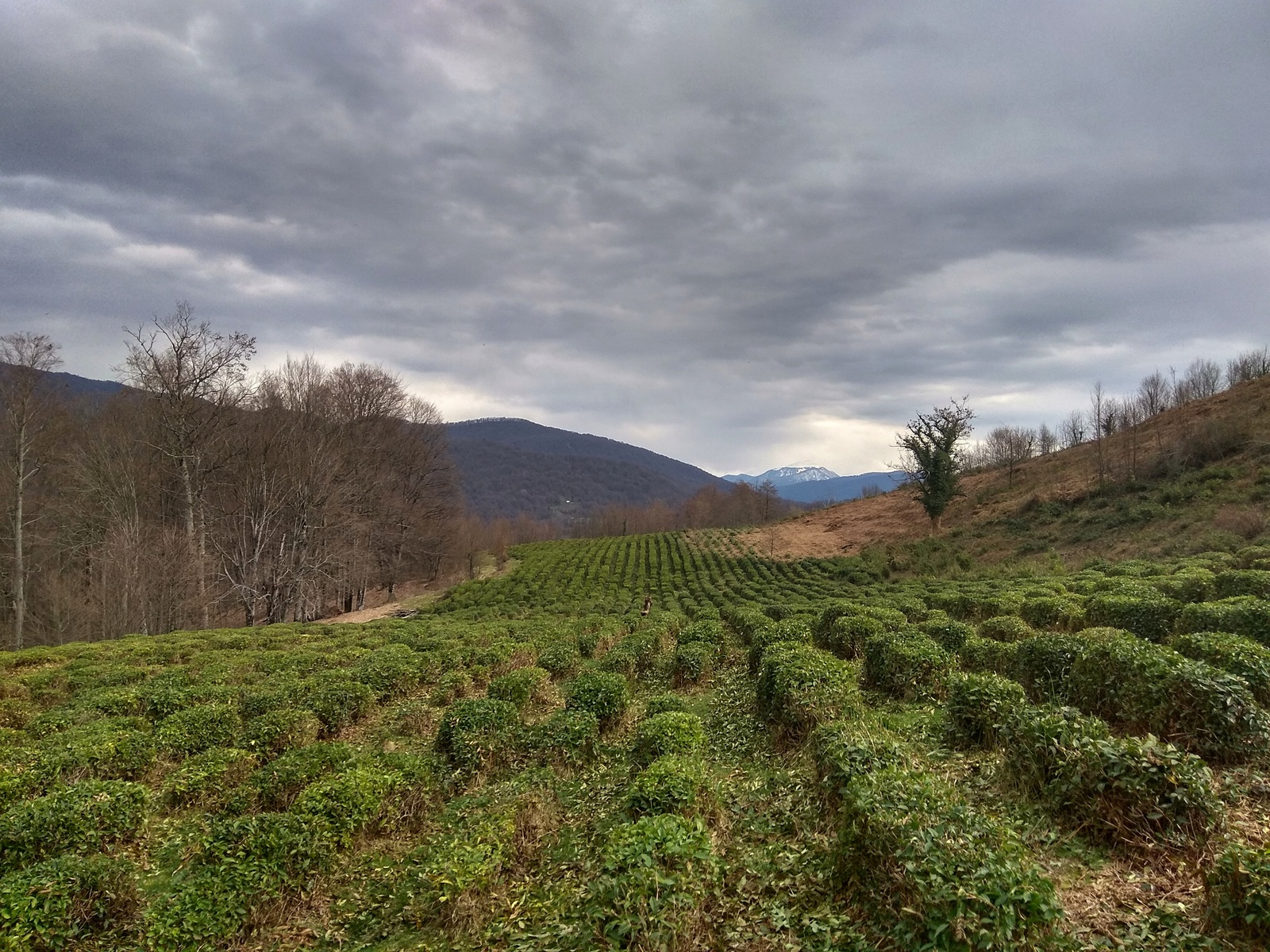 Winter. Sochi. Cycling in the cave and tea plantations. - My, A bike, The mountains, Action, Video, Longpost