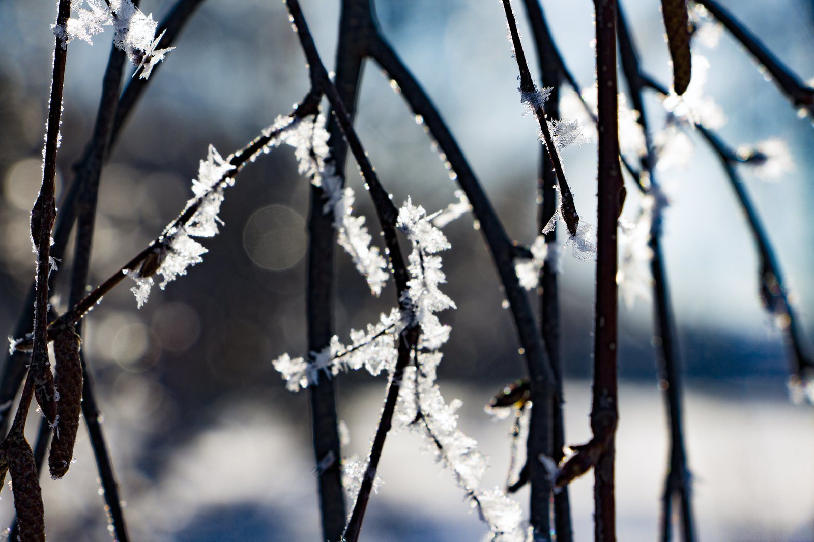 A little winter - My, Winter, Snow, Winter's tale, Longpost, The photo, Nature