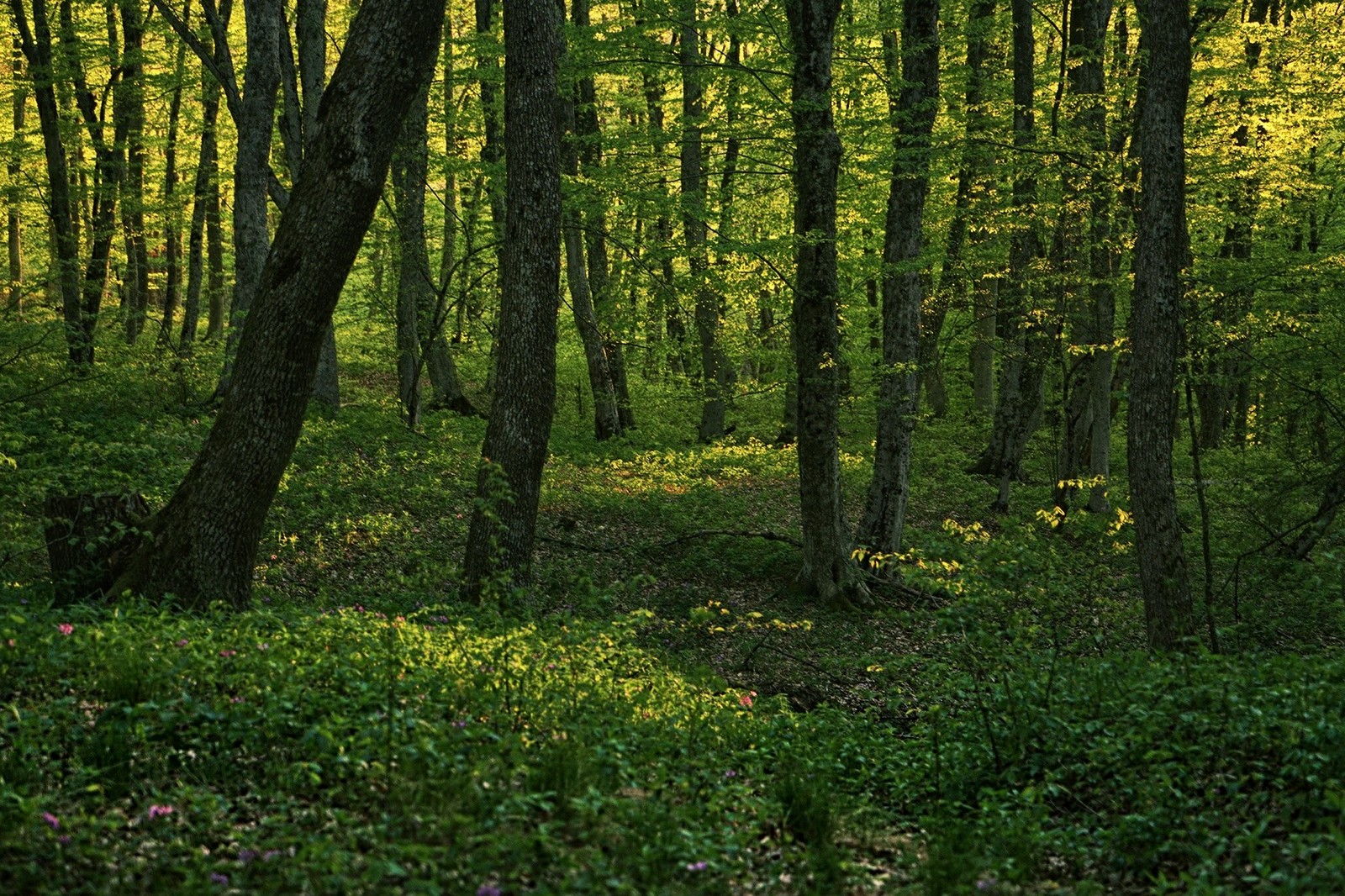 Лиственные леса Крыма
