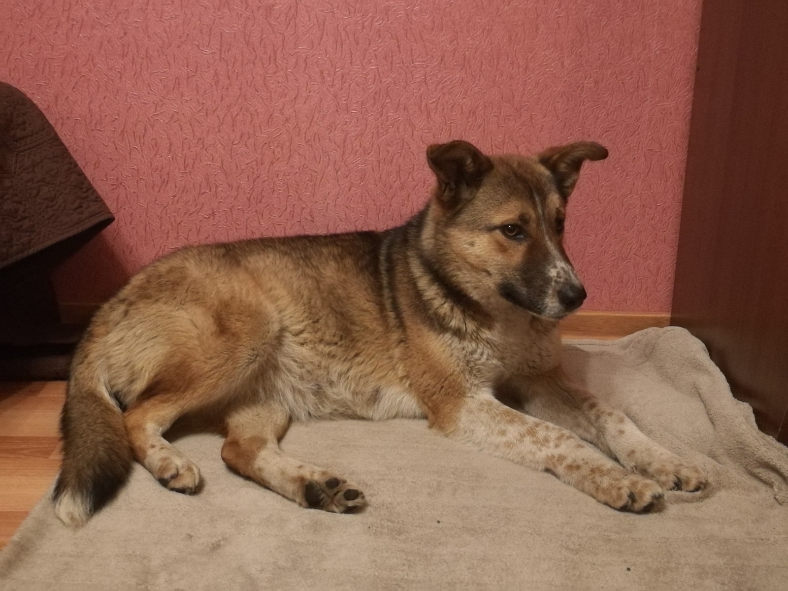 A dog rescued from a gas station in the cold is looking for a home or overexposure. - My, Dog, Found a dog, In good hands, Help, Longpost, Moscow, Moscow region, No rating, Helping animals