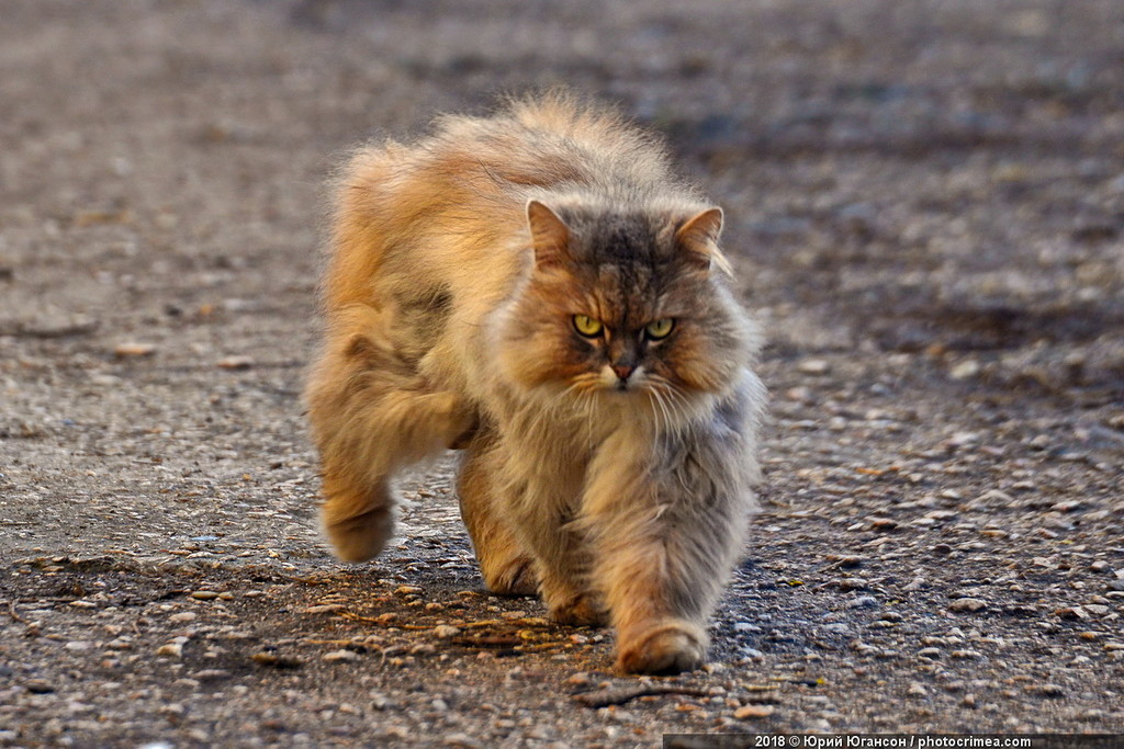 Cats of Crimea and Sevastopol - cat, Crimea, Sevastopol, , Not mine, Longpost